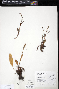 Polygonum bistorta image