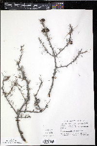 Larix laricina image