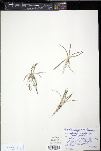 Sagittaria graminea image