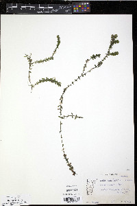 Elodea canadensis image