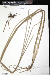 Sparganium angustifolium image