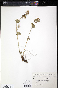 Alchemilla filicaulis image