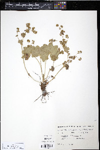 Alchemilla filicaulis image