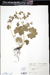 Alchemilla filicaulis image