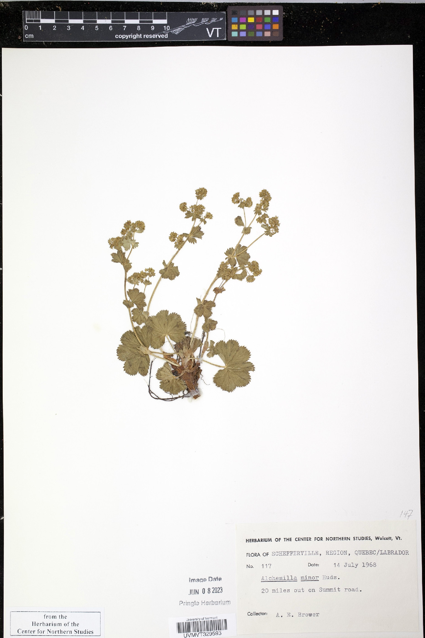 Alchemilla minor image