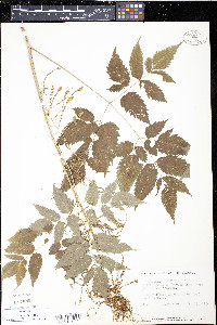 Aruncus sylvester image