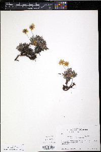 Dryas integrifolia ssp. integrifolia image