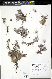Dryas octopetala image