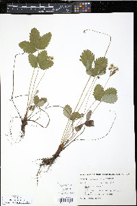 Fragaria vesca image