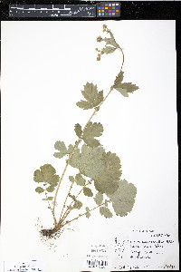 Geum macrophyllum image