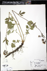 Geum rivale image