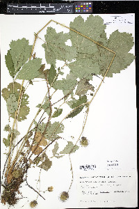 Geum rivale image