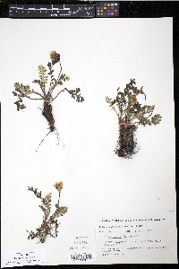 Geum rossii image