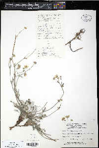 Potentilla chamissonis image