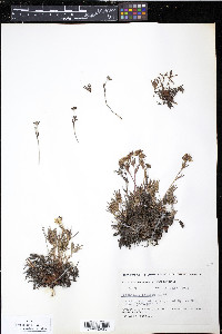 Potentilla biflora image
