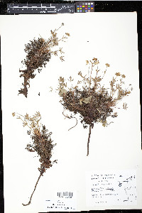 Potentilla biflora image