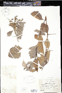 Crataegus punctata image