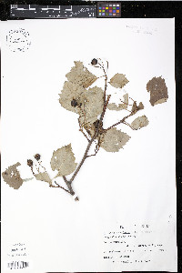 Crataegus succulenta image