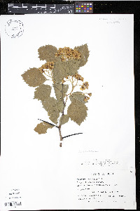 Crataegus succulenta image