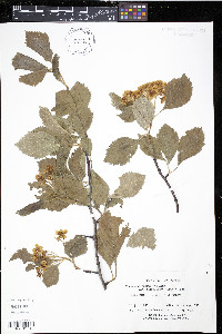 Crataegus succulenta image