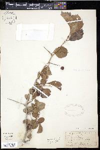 Crataegus punctata image