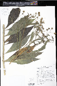 Verbesina alternifolia image