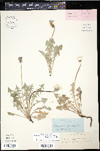 Taraxacum laevigatum image