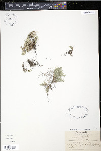 Selaginella rupestris image