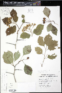 Crataegus punctata image