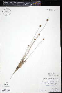 Xyris caroliniana image
