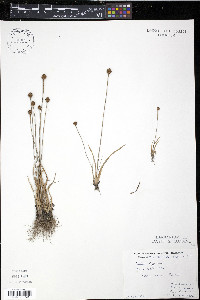 Xyris difformis image