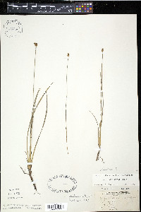 Xyris difformis image