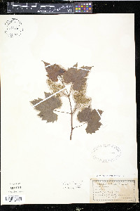 Vitis riparia image