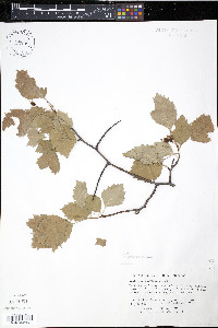 Crataegus chrysocarpa image