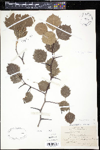 Crataegus chrysocarpa image