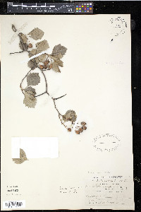 Crataegus chrysocarpa image