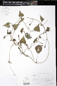 Ipomoea lacunosa image