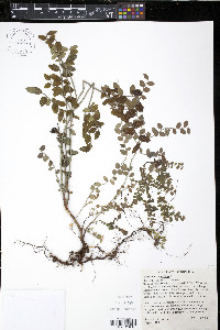 Vaccinium myrtillus image