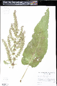 Rumex x pratensis image