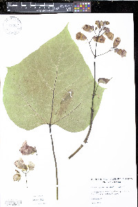 Catalpa bignonioides image