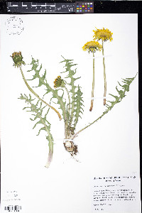 Taraxacum lacerifolium image