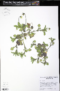 Viola arvensis image