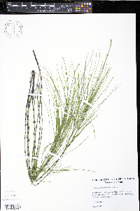 Equisetum × litorale image