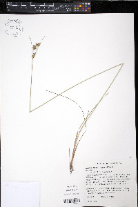 Juncus greenei image