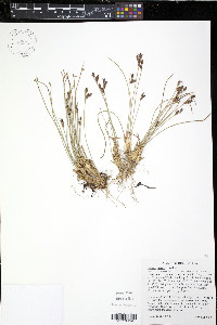 Juncus parryi image