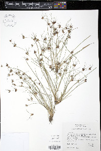 Juncus supiniformis image