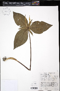 Trillium cuneatum image