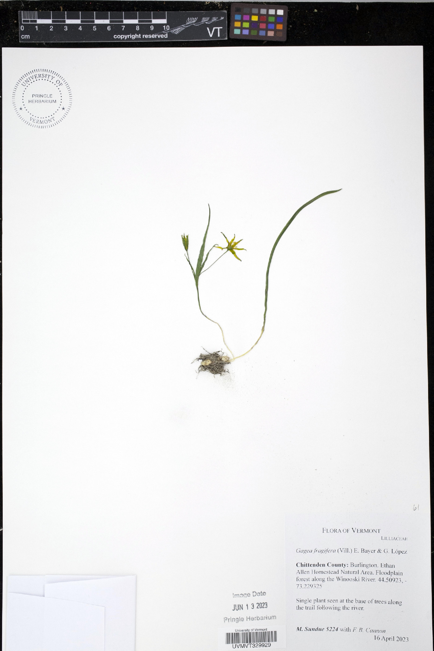 Gagea fragifera image