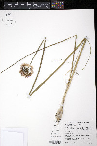 Allium stellatum image