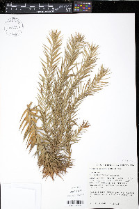 Araucaria angustifolia image